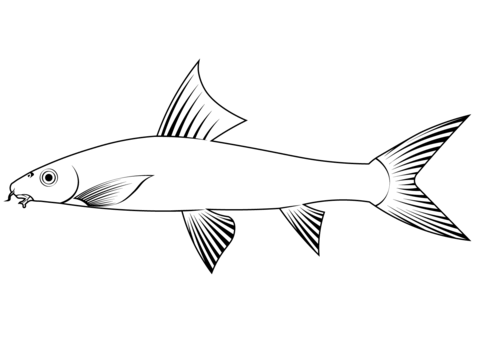 Siamese Algae Eater (Crossocheilus Oblongus) Coloring Page